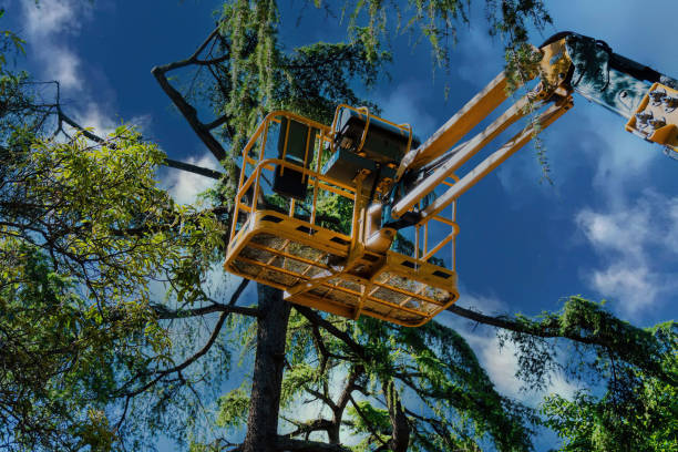 Best Arborist Services Near Me  in City View, SC